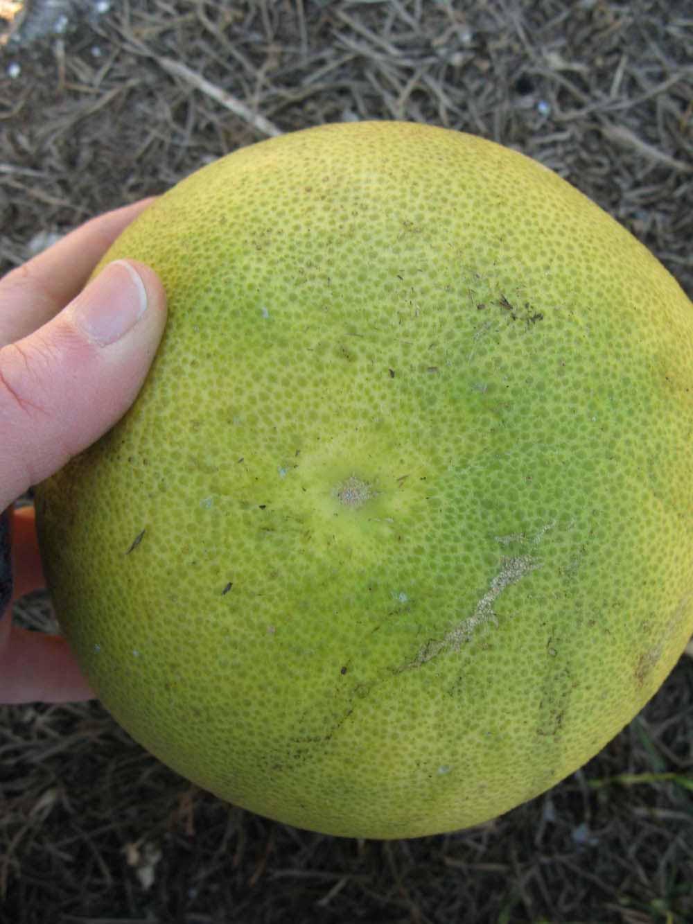            Fruit (Winter Haven, FL)   